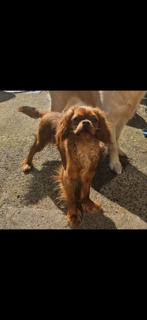 image for Ruby king charles spaniel 