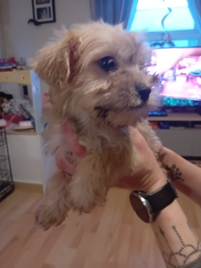 Schnockerpoo puppies