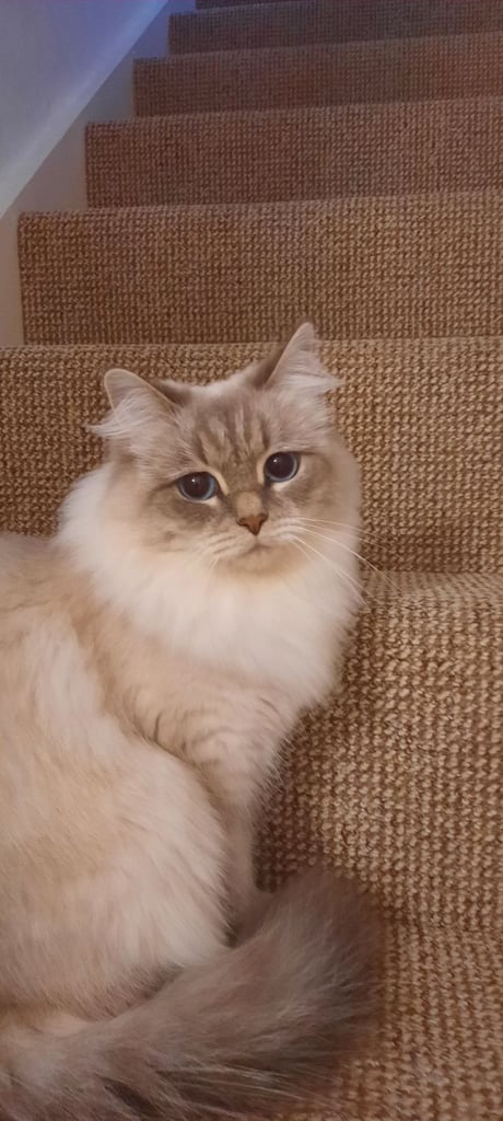 Sibrrian Neva Masquerade