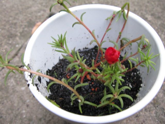 Moss-rose purslane plant
