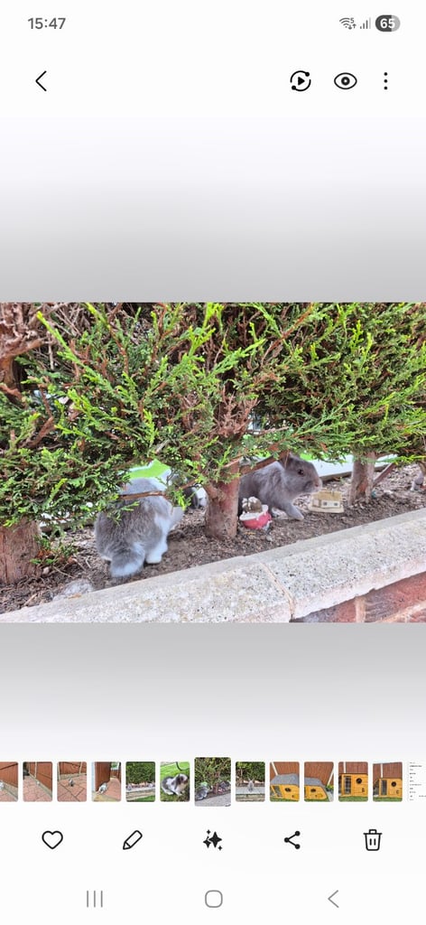 ​Pair of Adorable 14-Week-Old Rabbits with Luxury Hatched® Noah's Ark Hutch - Full Set-Up!