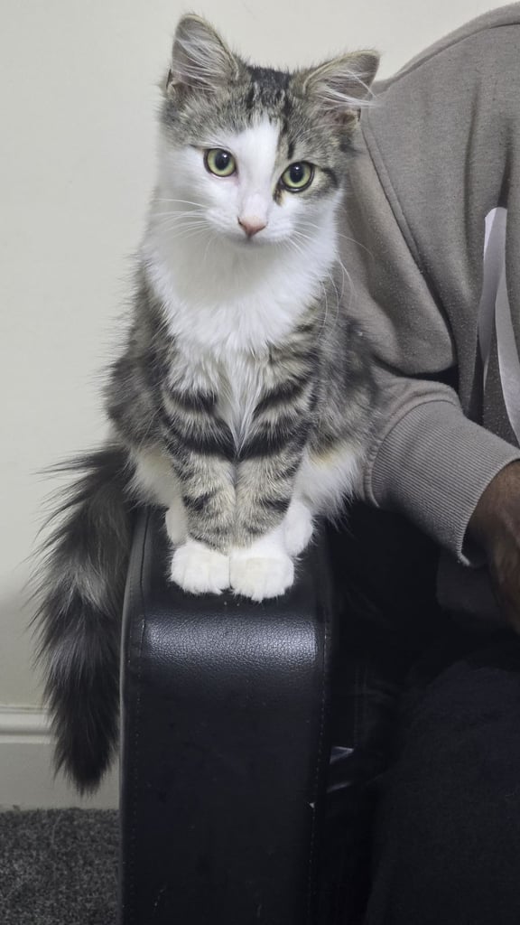 Kitten 