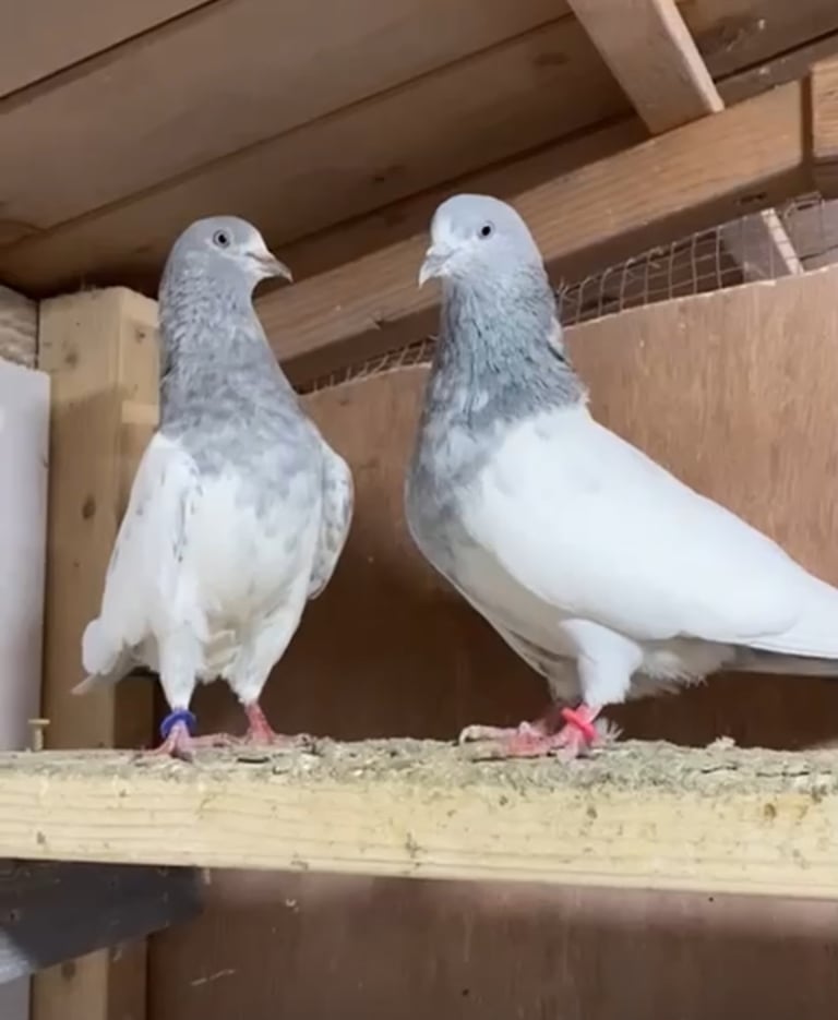 image for Pakistani Hi- flying  pigeons 