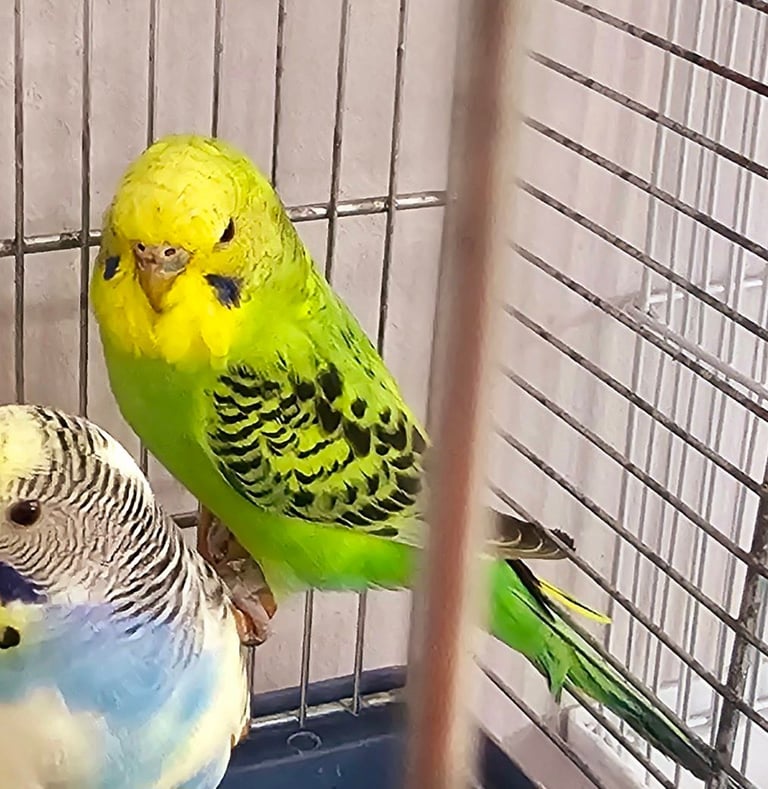 Budgies available for new homes