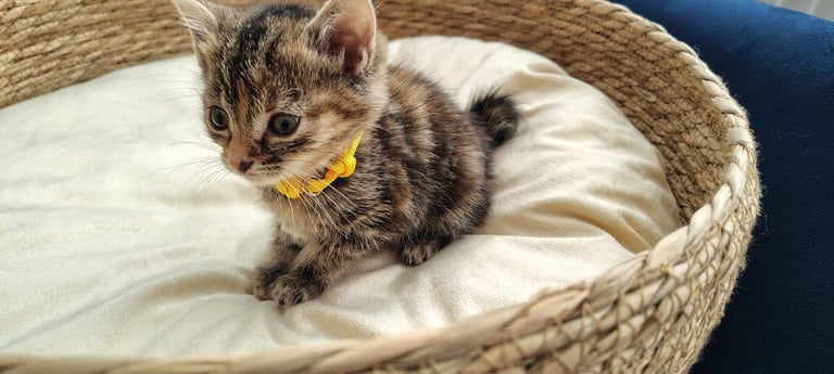 Adorable Kittens - domestic shorthair