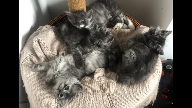 Norweigan Forest Kittens