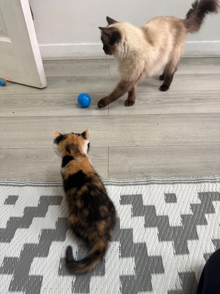 Male Half ragdoll kitten, looking for a lovely caring home