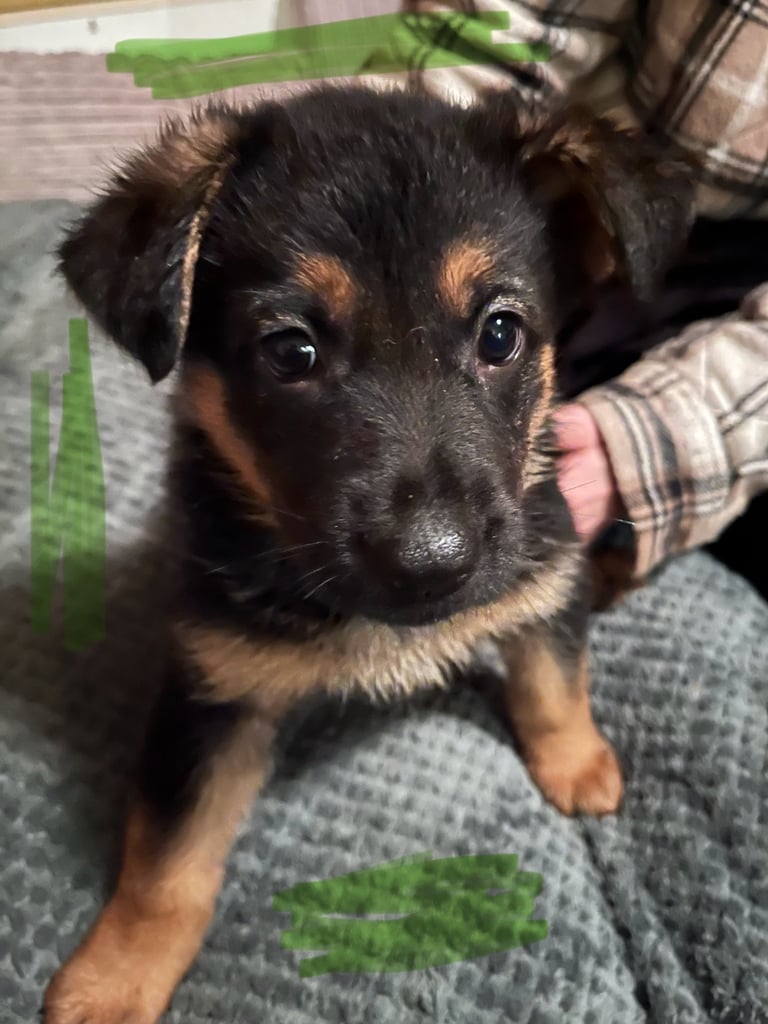 German Shepherd Dogs Puppies for Sale Gumtree