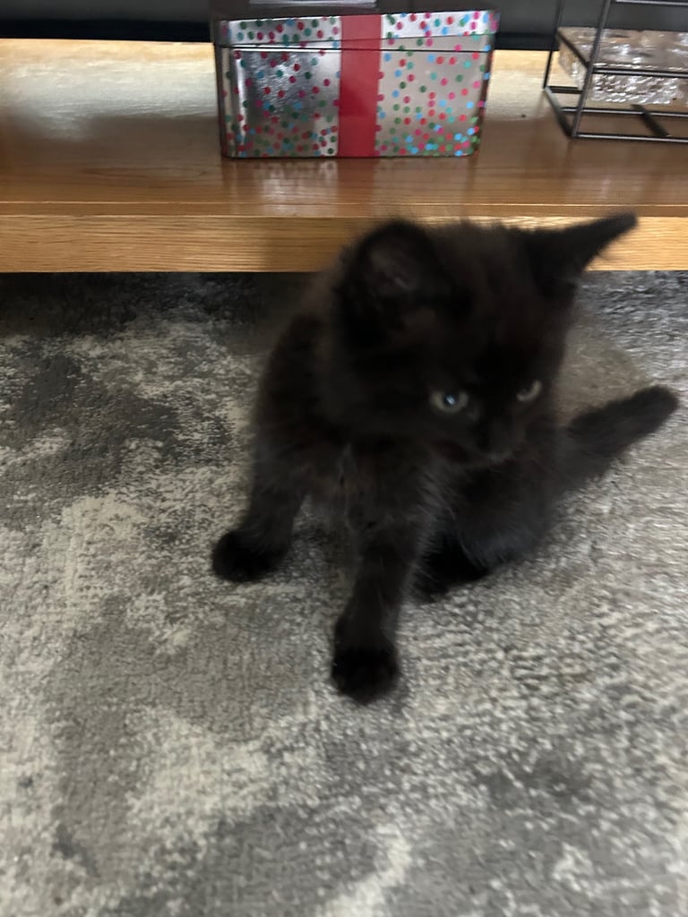 Fluffy long haired Black kitten
