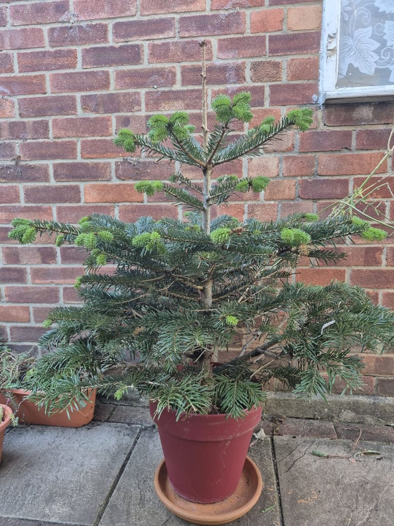 Christmas tree in pot and xmas tree soil