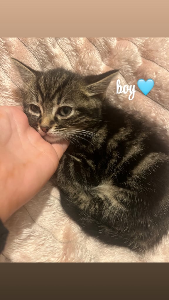 beautiful kittens 