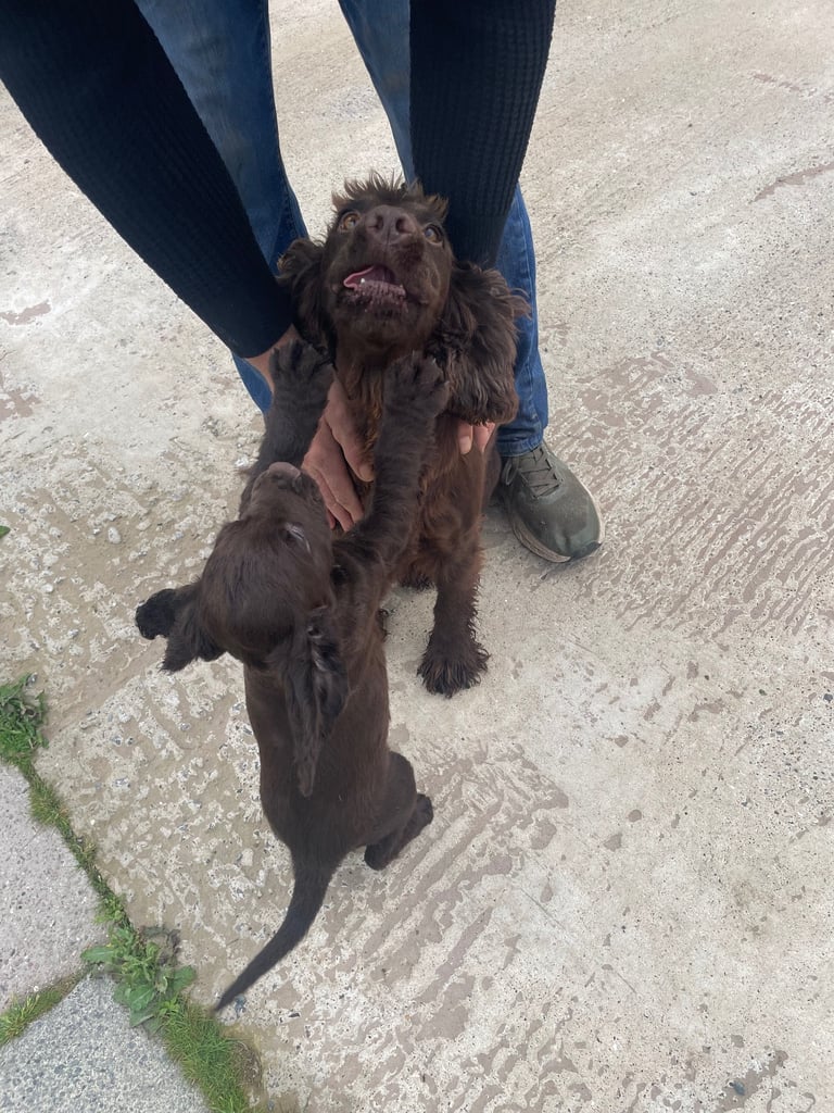 Cocker spaniel puppies