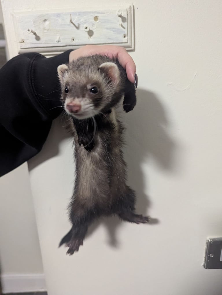 3 ferrets for sale 2 girls 1 boy