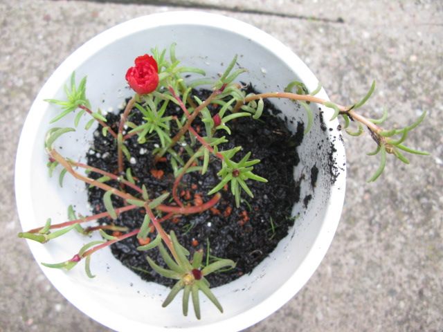 Moss-rose purslane plant