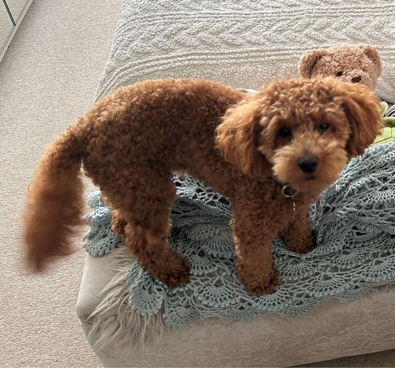 Red Toy Poodle for sale