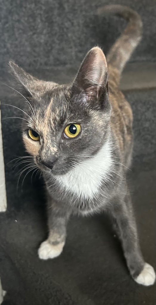 2 beautiful 5 month old kittens for sale