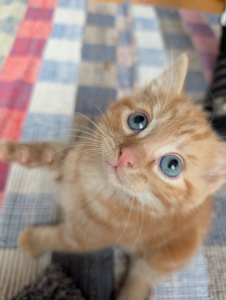Adorable kittens looking for new homes