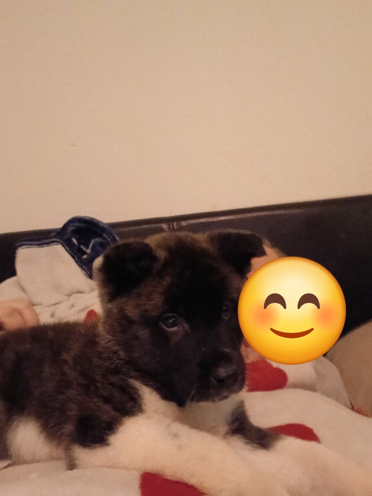 2 male Japanese  aktia  ready to leave 