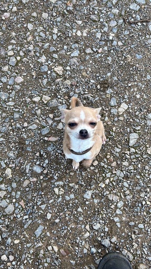 image for Ozzy the puppy chihuahua 