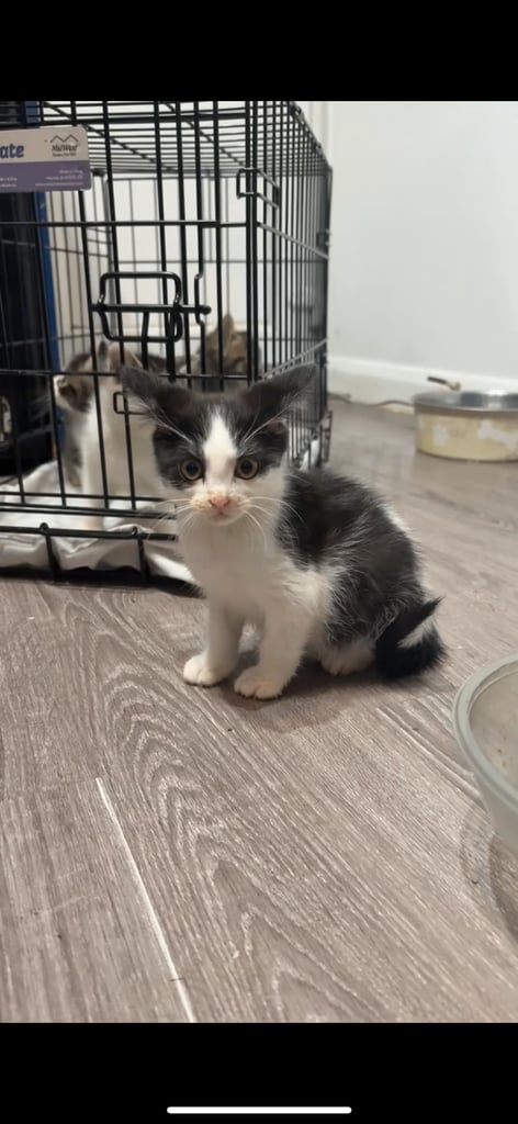 Kittens Ready For Homes