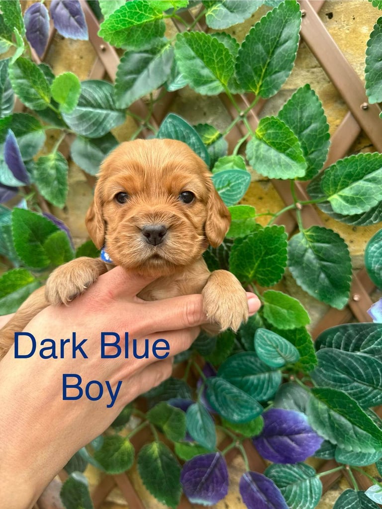 Superb show type cocker spaniel puppies 