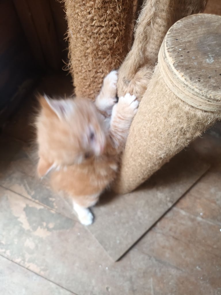 6 Kittens and Mother For Sale