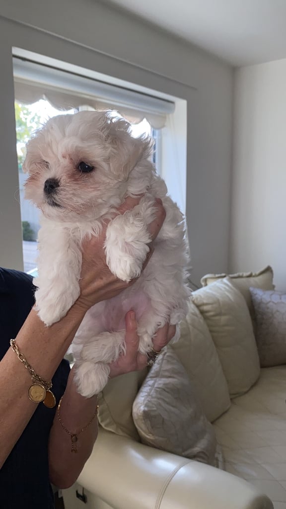 Korean maltipoo puppies for sale 