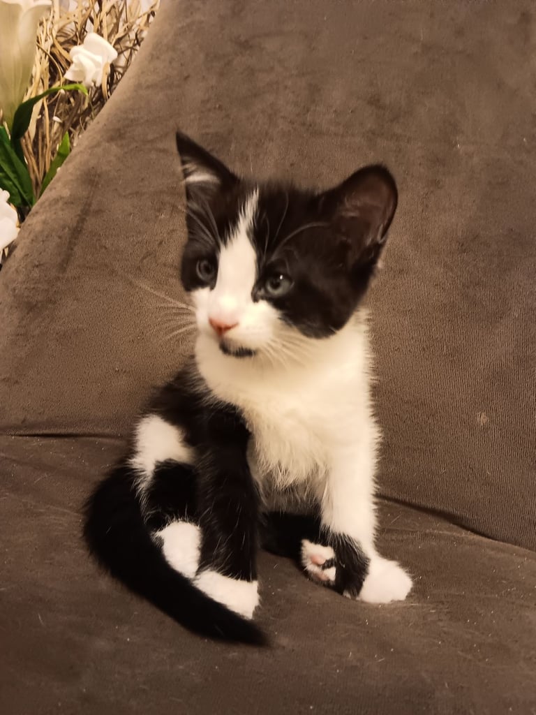 image for Kittens 