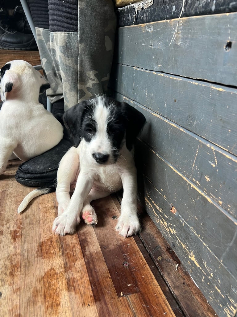 Old Tyme English Bulldog x Sproodle Puppy - Girl