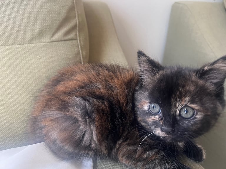 Kittens for Sale