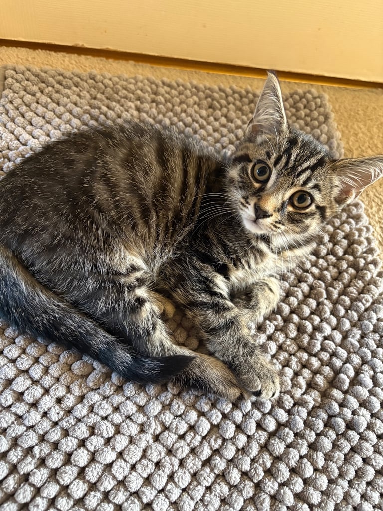 Tabby kitten 