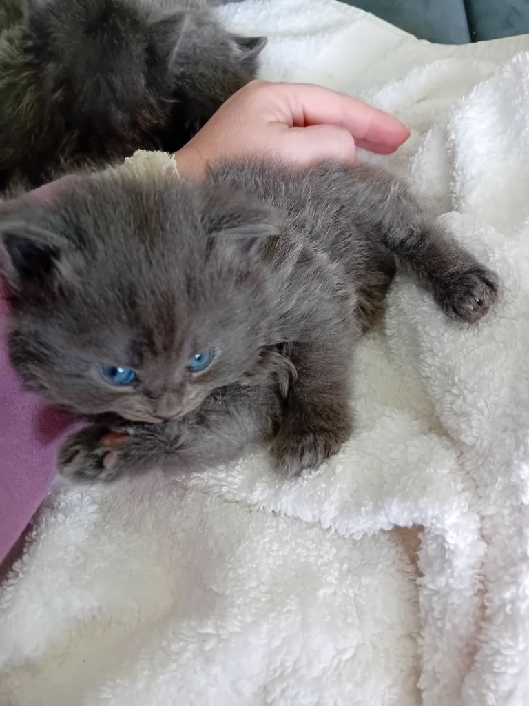 Beauiful grey long haired kittens  3 fluffy grey reserved )