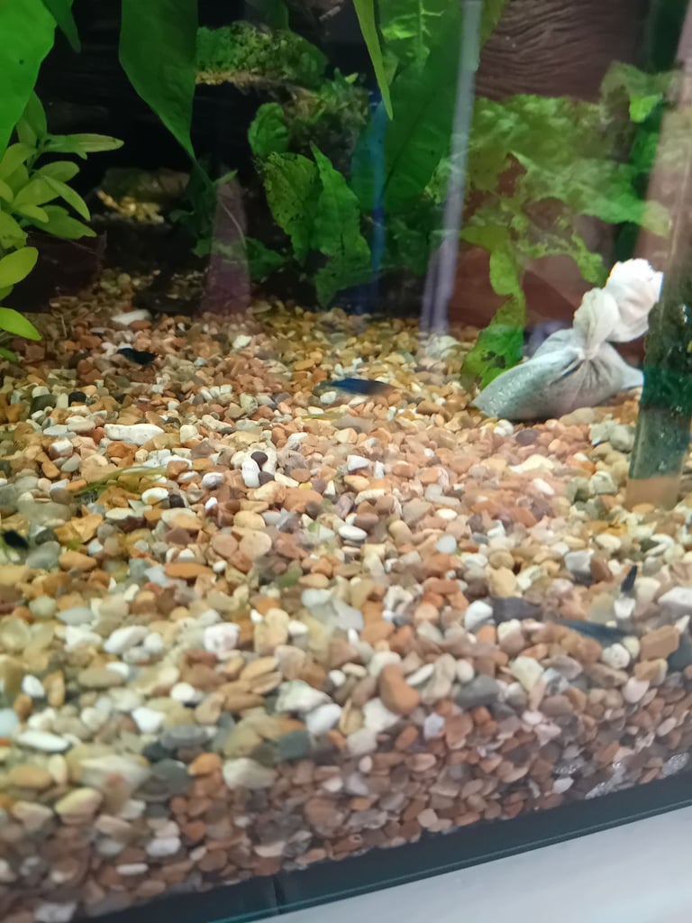 Yellow goldback shrimp