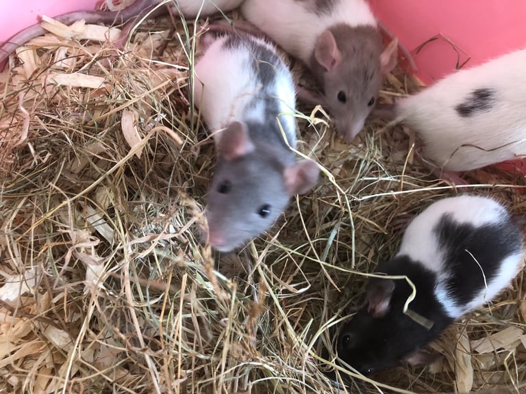 Very cute and friendly fancy baby rats