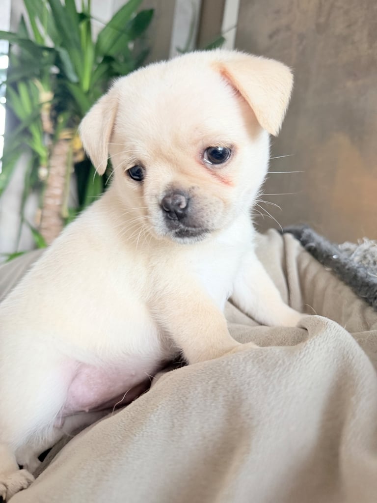 🐾 💕Adorable Puppies for the loving Families 💕🏡