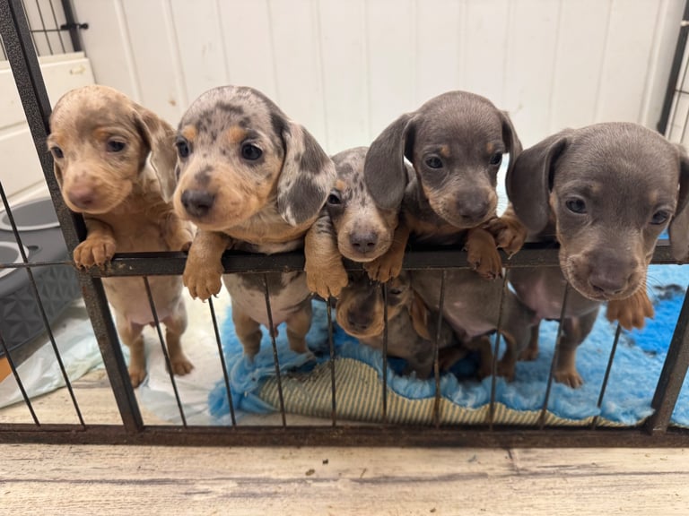 image for Dachshund miniature 