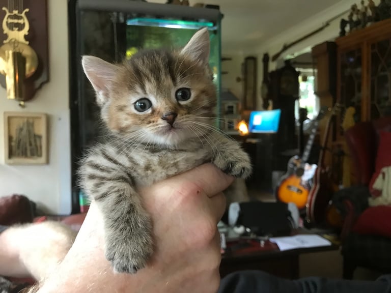 2 Beautiful Fluffy Tabby Kittens for sale