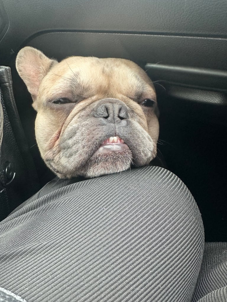 2 year old male French bulldog 