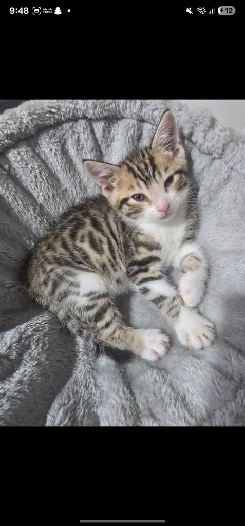 Bengal x kittens