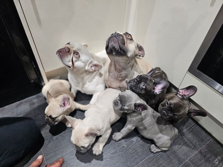 French buldog puppies
