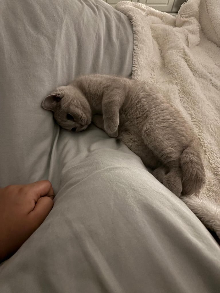 image for Lilac British Shorthair Kitten