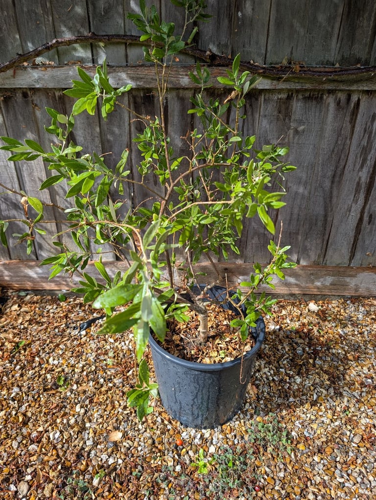 image for Potted Olive Tree (Olea europaea) - Great Condition