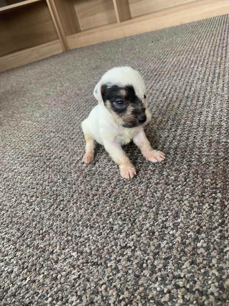 Jack Russell puppy’s 