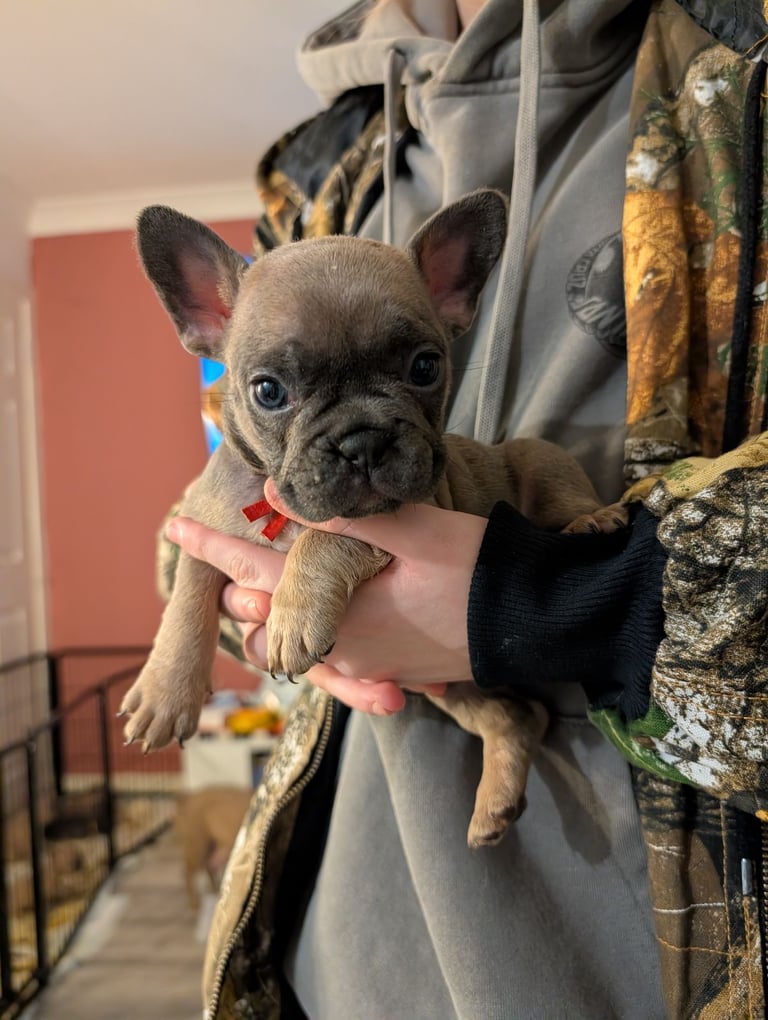 image for French bulldog puppies 