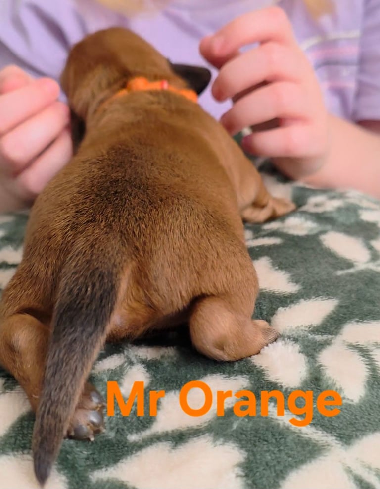 MINITURE DACHSHUND PUPPIES 