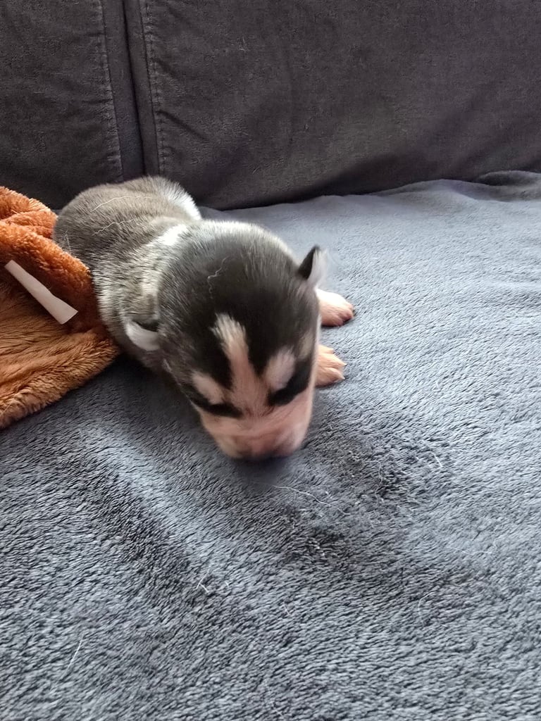 New born Siberian Husky puppy for sale, healthy and ready to go home in 8 weeks.