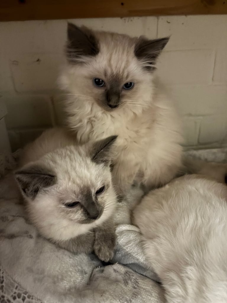 Stunning ragamese kittens ready now