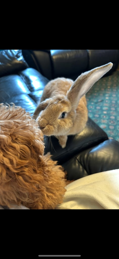 image for French lop x 