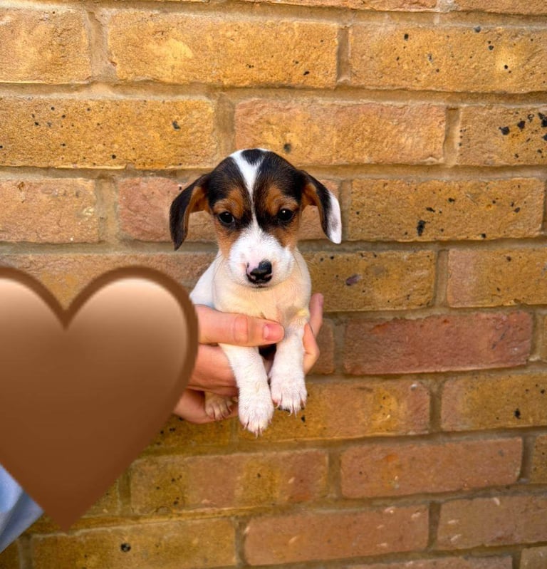 image for Jack Russell Puppies 
