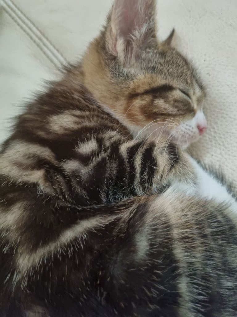 Adorable kittens seeking new home